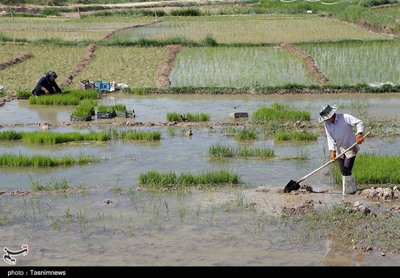 کشت دوم برنج در مازندران ممنوع نشده است
