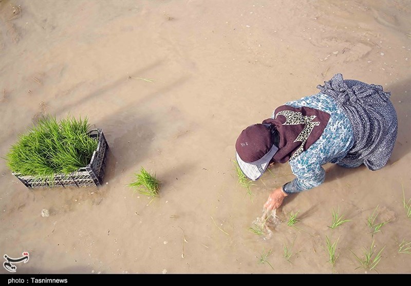 شالیکاران استان فارس مجاز به کاشت برنج شدند