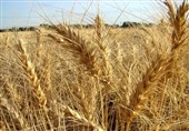 همدان| بیش از 160هزار تن گندم از مزارع رزن برداشت می‌شود
