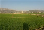 صدور حکم ‌قلع و قمع کاشت برنج در حاشیه رود بشار ‌کهگیلویه و بویراحمد صحت ندارد