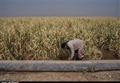 10 هزار هکتار از مزارع نیشکر خوزستان دچار آبگرفتگی شد