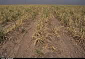 لنگر خشکسالی در خراسان جنوبی/ دست‌رنج یک‌ساله کشاورزان از بین رفت