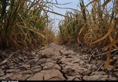 خوزستان| خشک شدن زمین‌های نیشکر سبب تعدیل 300 نیروی کار می‌شود