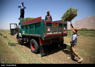 برداشت مکانیزه یونجه در کرمانشاه