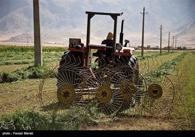 برداشت مکانیزه یونجه در کرمانشاه