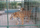 باغ وحش ارومیه فاقد استانداردهای لازم برای نگهداری از حیوانات؛ درآمد باغ‌وحش به صفر رسید