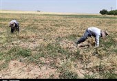 وزیر جهادکشاورزی: خسارات بخش‌های مختلف کشاورزی پرداخت می‌شود‌