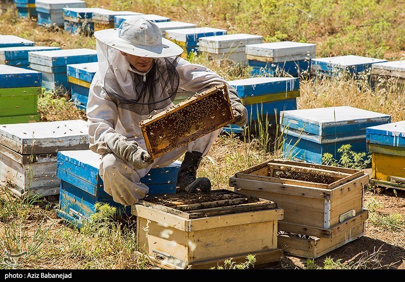 2 هزار و 300 خانواده زنبوردار در استان همدان فعال هستند/ کمبود شکر و راه دشواراخذ مجوز صادرات مهمترین چالش زنبورداران