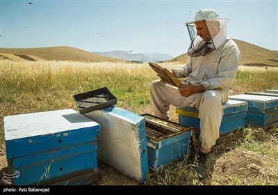 زنبورداری در استان لرستان