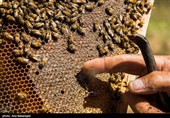 تولید عسل در گیلان به 5500 تن رسید