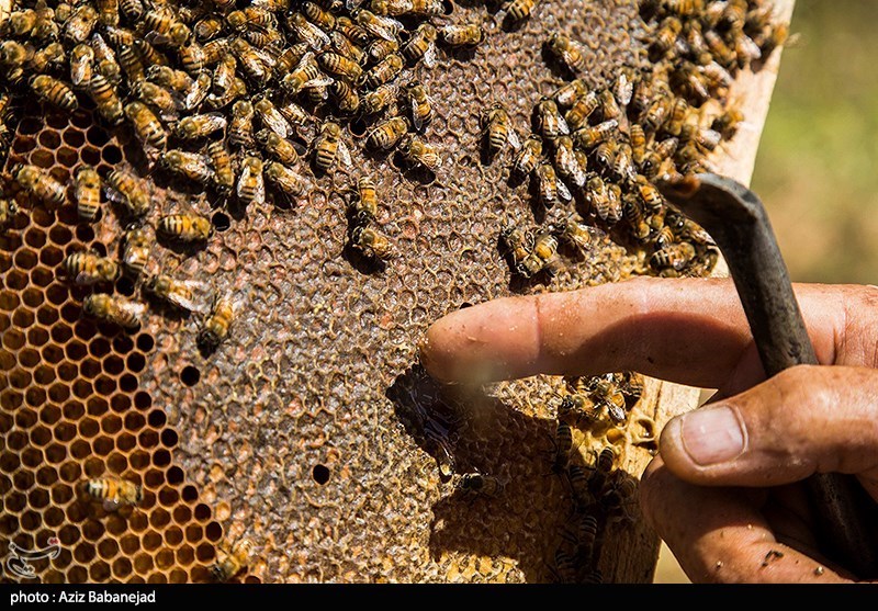 تولید عسل در گیلان به 5500 تن رسید