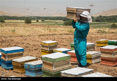 زنبورداری در استان لرستان