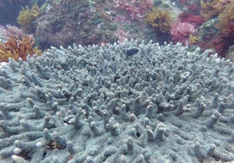 Marine Life Heavily Impacted by Ocean Acidification: Study