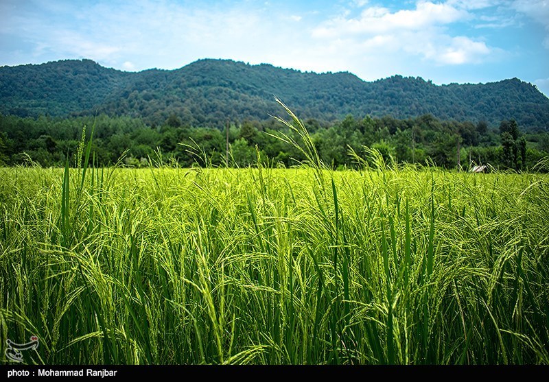 مأموریت ویژه سپاه قدس گیلان برای افزایش عملکرد 12 درصدی محصول برنج