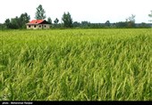 138000 هکتار از اراضی کشاورزی گیلان در نوبت اجرای طرح تجهیز و نوسازی قرار گرفت