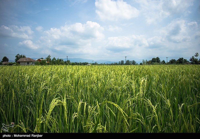 گیلان| ‌ایران تا 3 سال دیگر در تولید برنج به خودکفایی می‌رسد