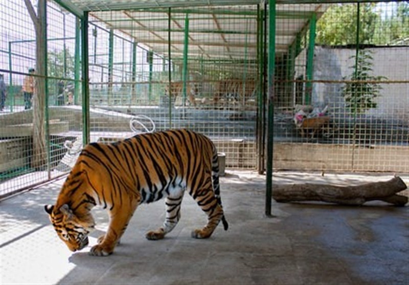 معاون دادستان مشهد: دامپزشک باغ‌وحش گزارشات لازم را ارائه نکرده؛ کمبود داروی بی حسی و بیهوشی در باغ وحش