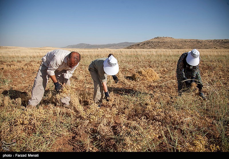 7500 هکتار از اراضی استان اصفهان زیر کشت گیاهان دارویی است