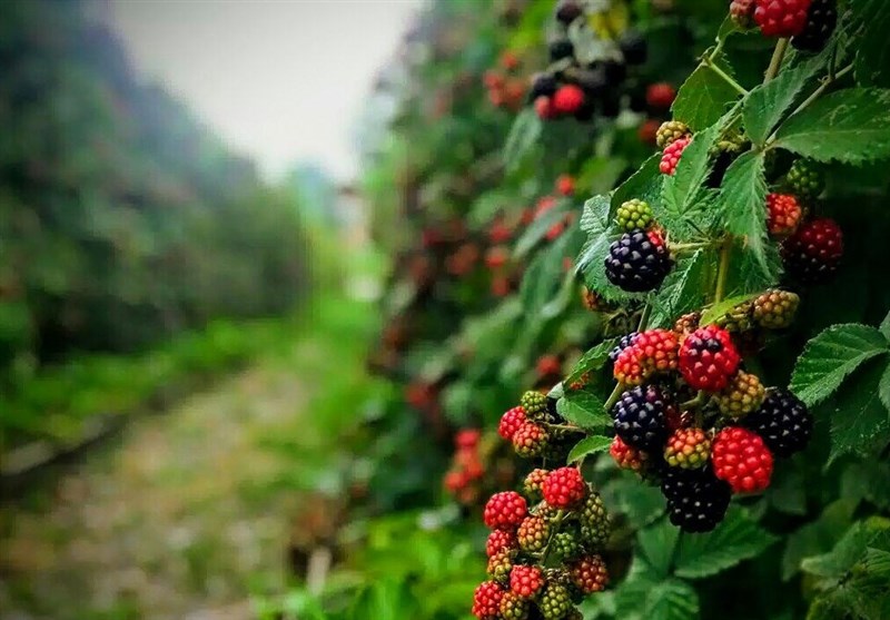 رونق میوه‌های ریزدانه در مازندران/تولید سالانه 200 هزار تن میوه‌های ریز در شمال
