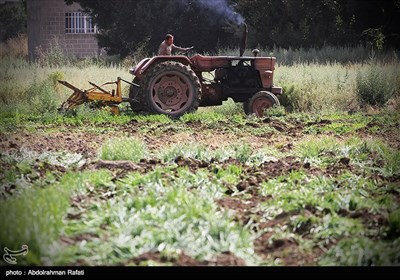 امحای 6 هکتار سبزی آلوده به فاضلاب در همدان