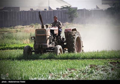 امحای 6 هکتار سبزی آلوده به فاضلاب در همدان