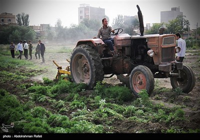 امحای 6 هکتار سبزی آلوده به فاضلاب در همدان