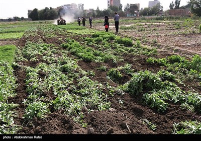 امحای 6 هکتار سبزی آلوده به فاضلاب در همدان