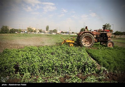 امحای 6 هکتار سبزی آلوده به فاضلاب در همدان