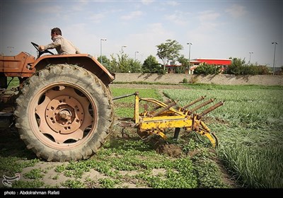 امحای 6 هکتار سبزی آلوده به فاضلاب در همدان