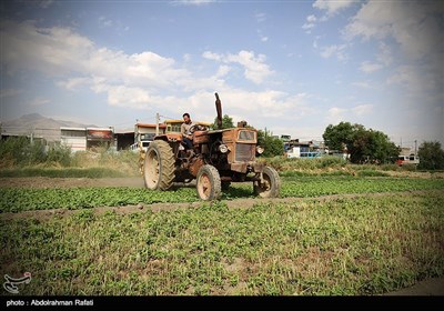 امحای 6 هکتار سبزی آلوده به فاضلاب در همدان