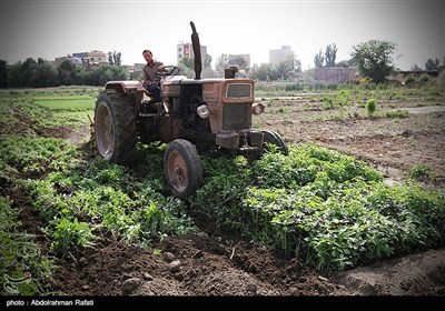 امحای 6 هکتار سبزی آلوده به فاضلاب در همدان