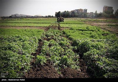 امحای 6 هکتار سبزی آلوده به فاضلاب در همدان