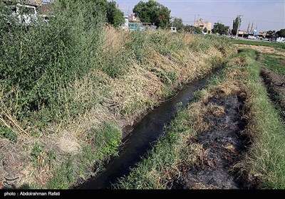 امحای 6 هکتار سبزی آلوده به فاضلاب در همدان