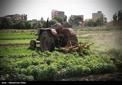 امحای 6 هکتار سبزی آلوده به فاضلاب در همدان