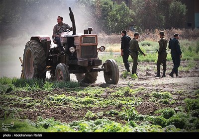 امحای 6 هکتار سبزی آلوده به فاضلاب در همدان