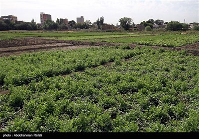 امحای 6 هکتار سبزی آلوده به فاضلاب در همدان