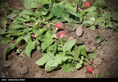 امحای 6 هکتار سبزی آلوده به فاضلاب در همدان