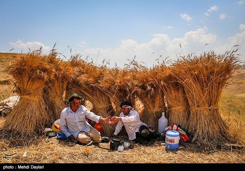 تعلل دولت در اعلام نرخ خرید تضمینی، گندمکاران را سردرگم کرده است