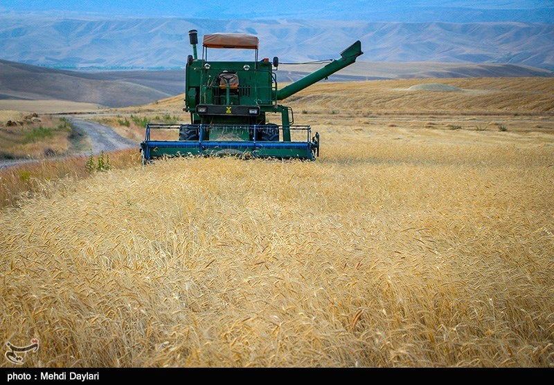 پرداخت 230 میلیارد تومان از مطالبات گندم‌کاران زنجانی؛ میزان خرید گندم به مرز 400 هزار تن رسید