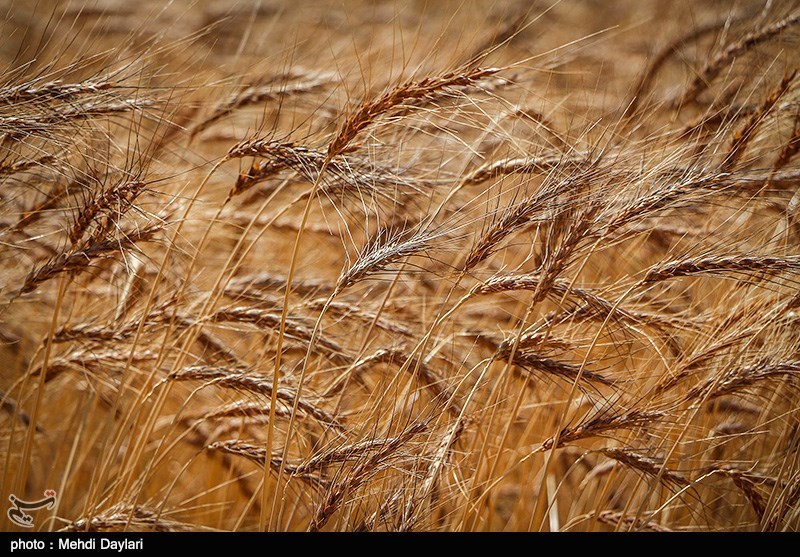دستاورد خوکفایی گندم به واردات گندم تبدیل می شود؟