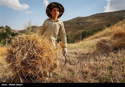 برداشت گندم از مزارع شهرستان اهر‎