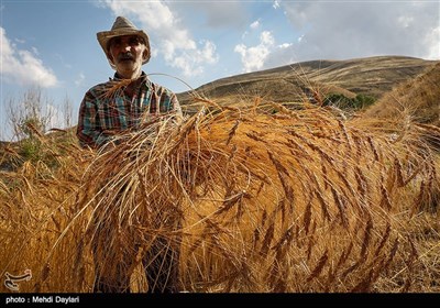 برداشت گندم از مزارع شهرستان اهر‎