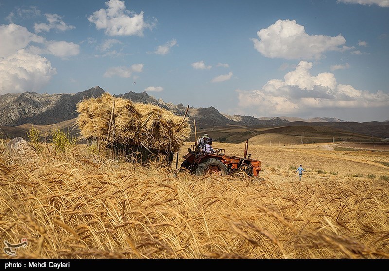 پاکستان 40 هزار تن گندم به افغانستان هدیه می‌دهد