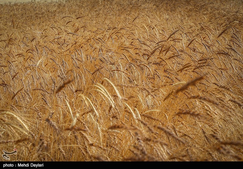 پیش‌بینی وزارت کشاورزی آمریکا از افزایش 500 هزار تنی تولید گندم ایران