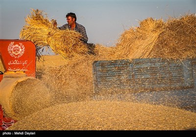 برداشت گندم از مزارع شهرستان اهر‎