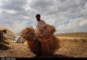 258 میلیارد تومان از مطالبات گندم‌کاران استان همدان پرداخت شد