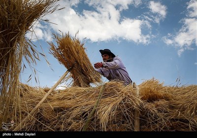 برداشت گندم از مزارع شهرستان اهر‎