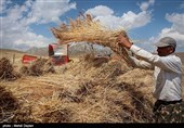 رکورد تولید گندم در استان زنجان شکسته شد