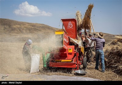 برداشت گندم از مزارع شهرستان اهر‎