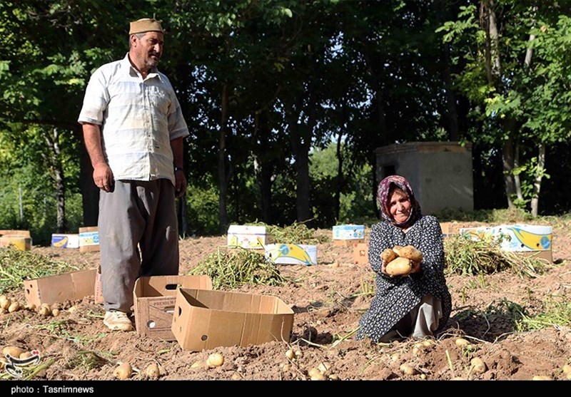 کرمان| چرخ معیشت کشاورزان فهرجی به سختی می‌چرخد